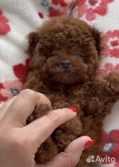 Мальтипу микро тикап тедди пудель reddd importtt