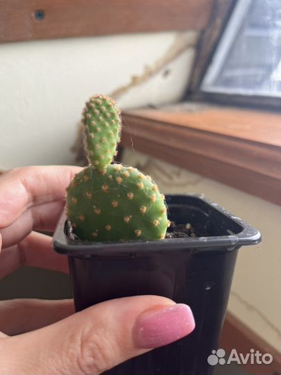 Цветы комнатные