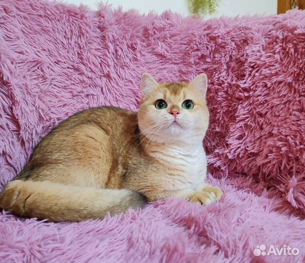 Британская шиншилла