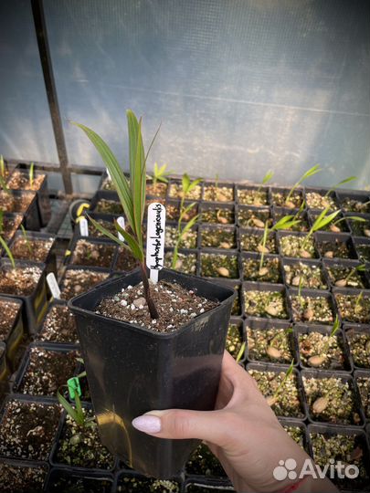 Hyophorbe Lagenicaulis / Бутылочная пальма