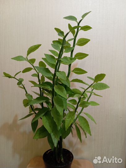 Педилантус обыкновенный