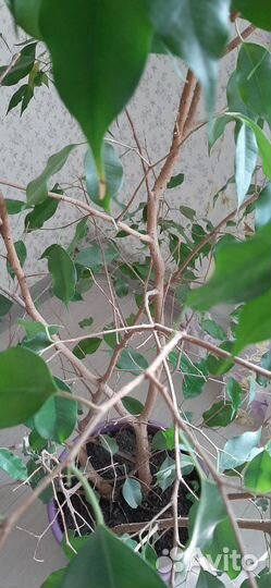 Фикус Экзотика