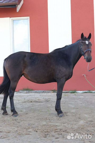 Лошадь кобыла