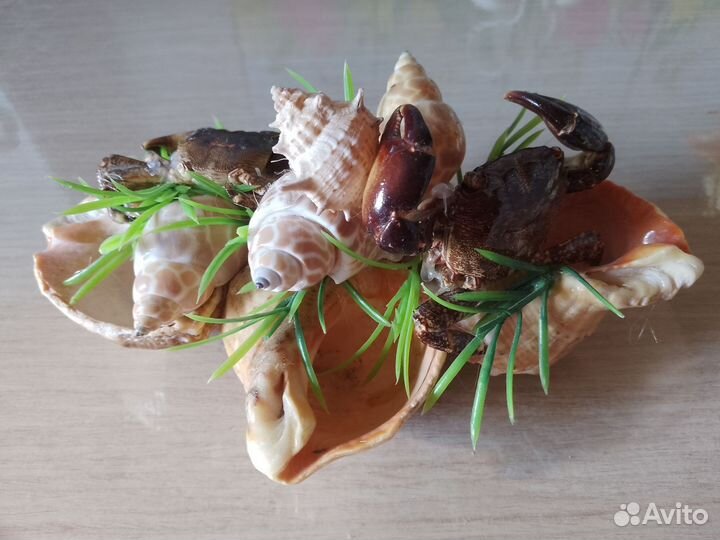 Морские ракушки,фигурки, сувениры, статуэтки