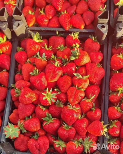 Клубника Свежая Доставка