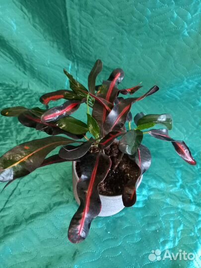 Кртоны разные