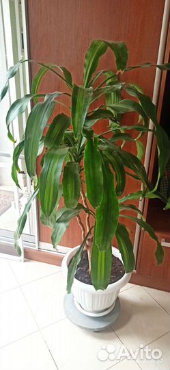 Пальма юкка