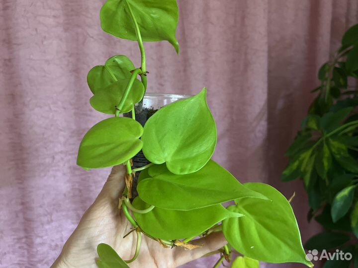 Филодендроны