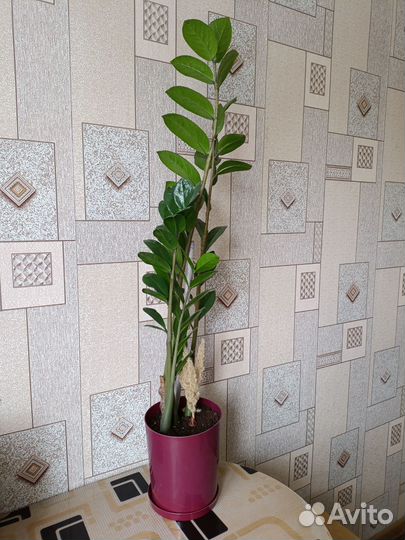 Замиокулькас