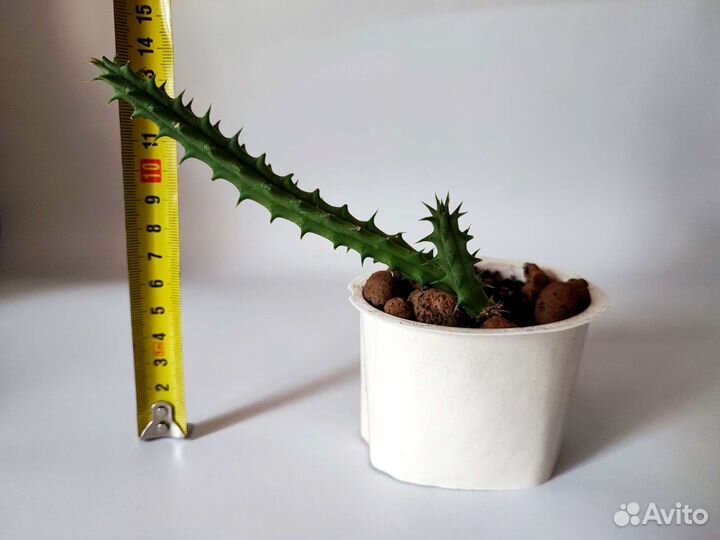 Кактусы суккуленты алоэ хавортия опунция стапелия