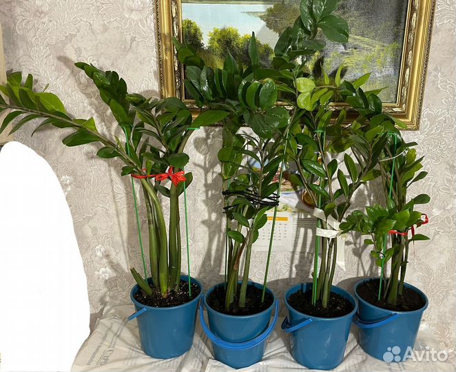 Замиокулькас денежное дерево, долларовое дерево