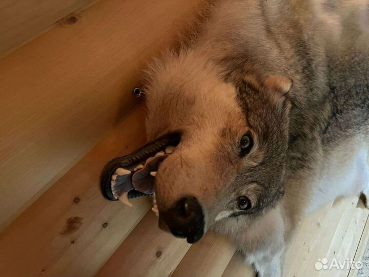 Шкура волка имитация