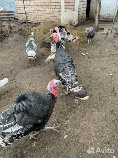 Индюки домашние