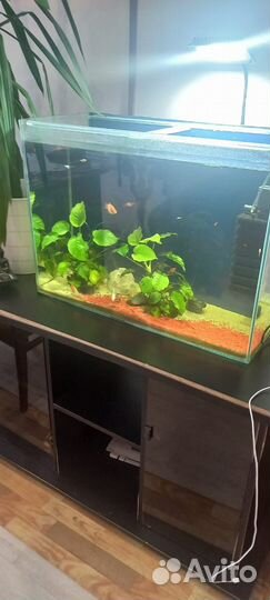 Аквариум
