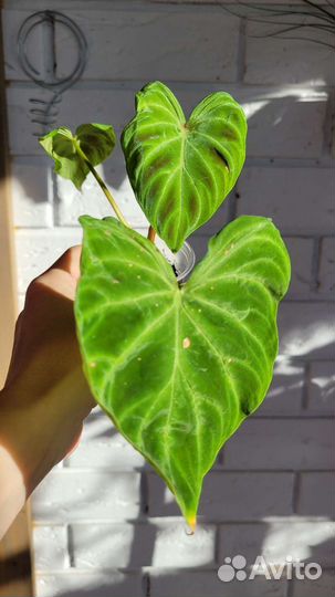 Филодендрон