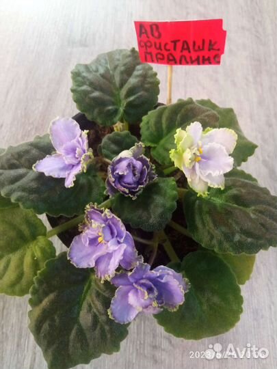 Цветущие фиалки