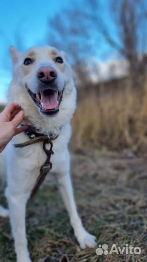 Белоснежный красавец из приюта в дар