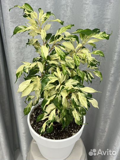 Фикус керли