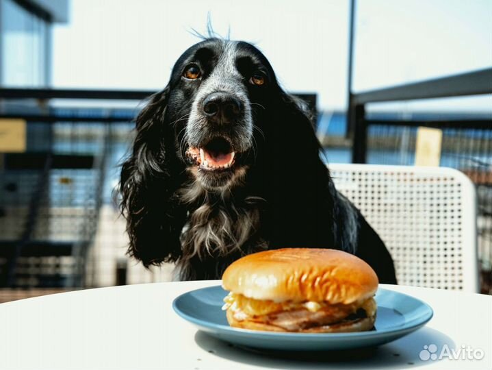 Русский спаниель вязка