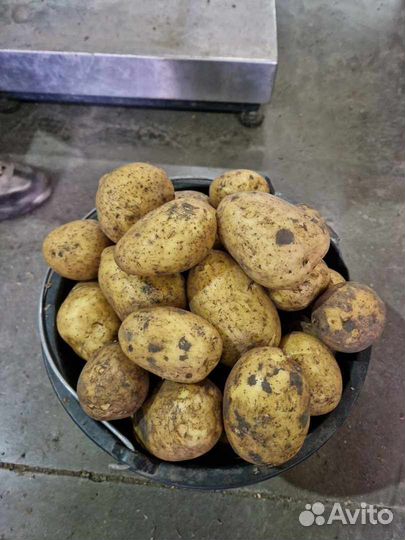 Продам картофель оптом