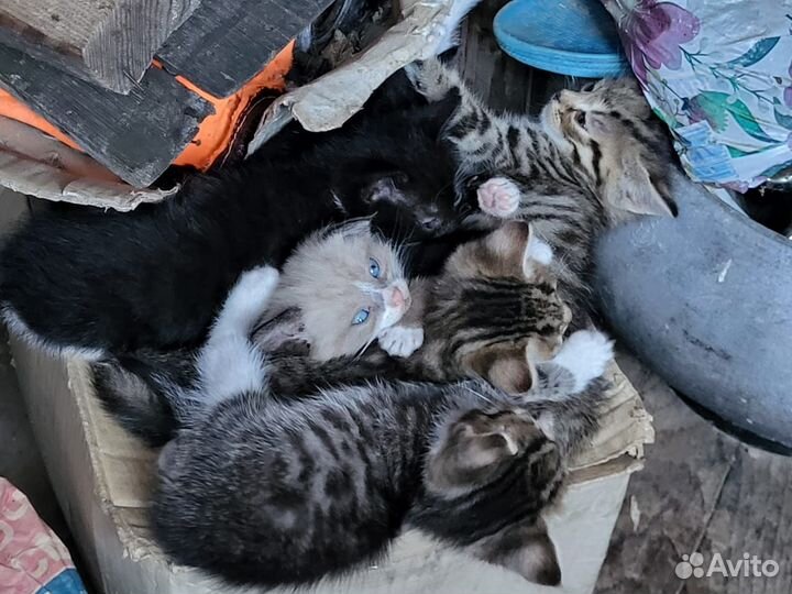 Котята в добрые руки