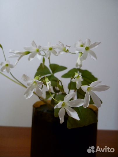 Набор комнатных растений - цена за всё