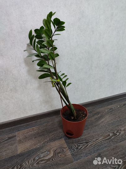 Замиокулькас