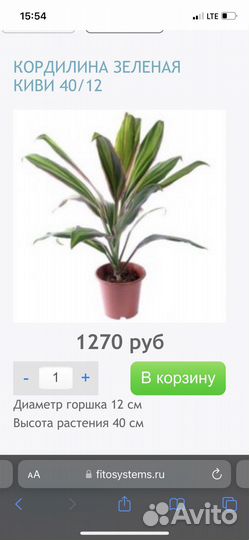 Кордилина