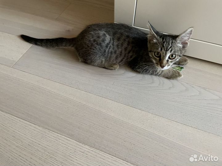 Отдам в хорошие руки котенка