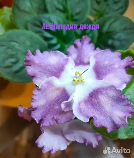 Сортовые фиалки