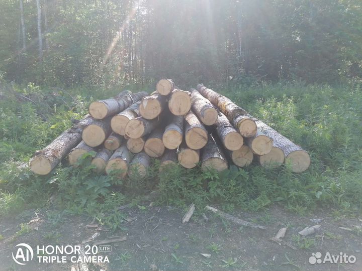 Кругляк Осины