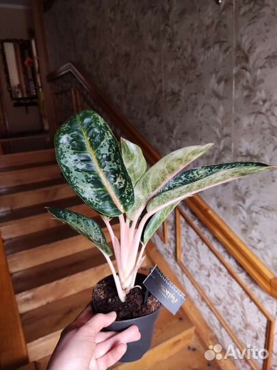 Аглаонема чарта Монгол