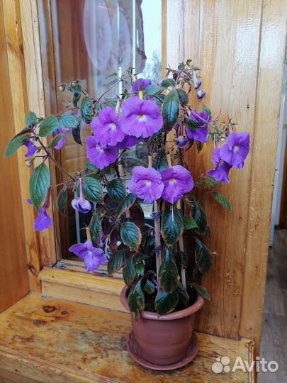 Ахименес синий