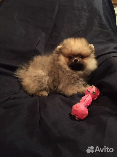 Щенки померанского шпица