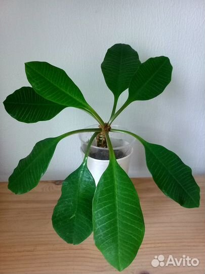 Комнатные растения цветы