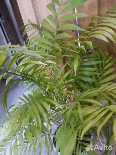 Пальма хамедорея