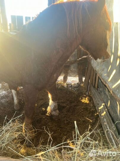 Лошадь жеребец русский тяжеловоз