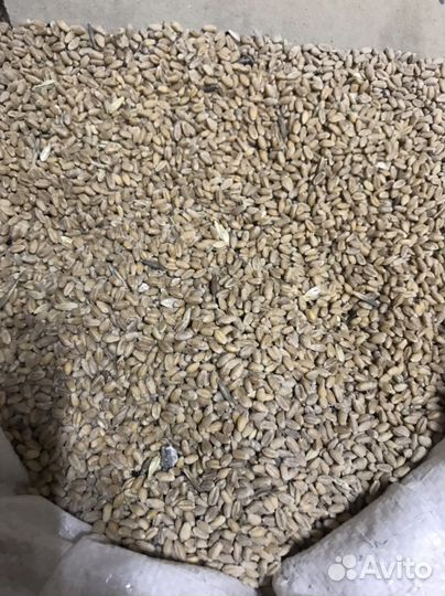 Кормосмесь, зерно пшеница, ячмень, овёс