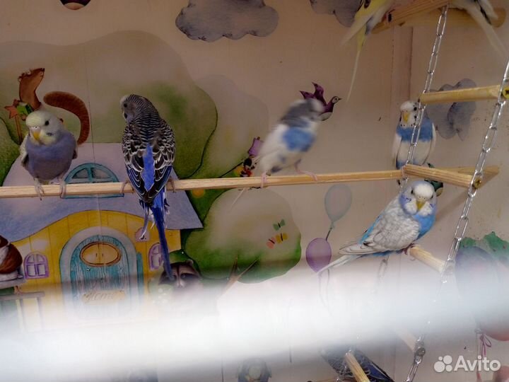 Птенцы волнистого попугая