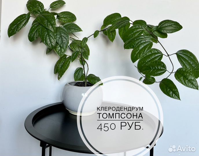 Комнатные растения