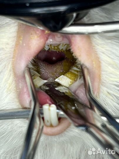 Ветеринарные услуги.Ратолог