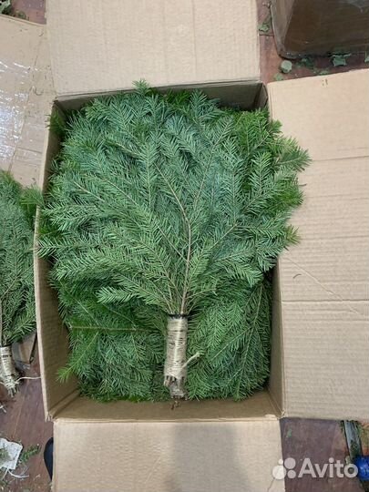 Веники пихтовые для здоровья,коробкой