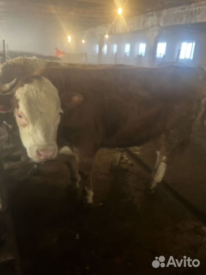 Быки на мясо 450 за кг.Со справками
