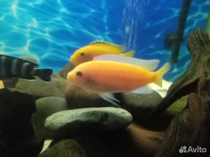 Малавийские цихлиды рыбы