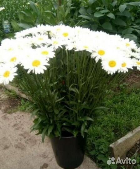 Ромашка и белый жемчуг срезка