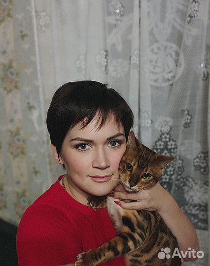Бенгальский кот вязка