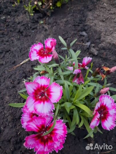 Гвоздика многолетняя