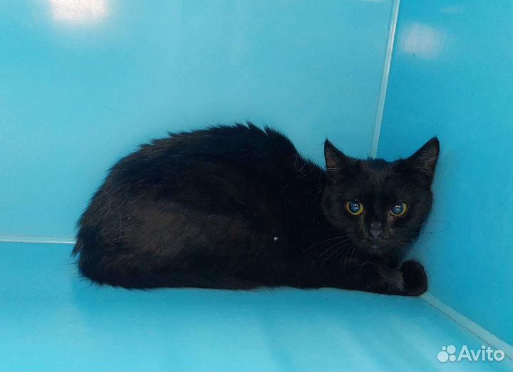 Черная красавица Кукла ищет дом