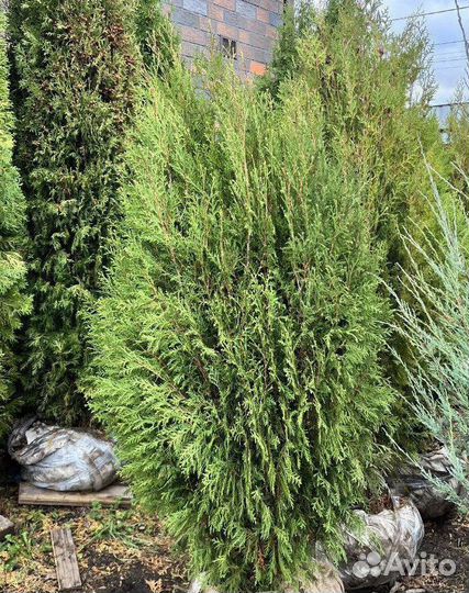 Туя с гарантией приживаемости