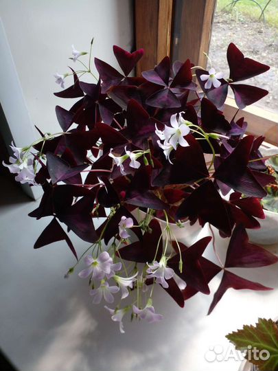 Кислица оксалис